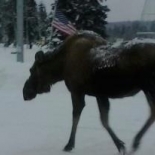 alaskan-moose